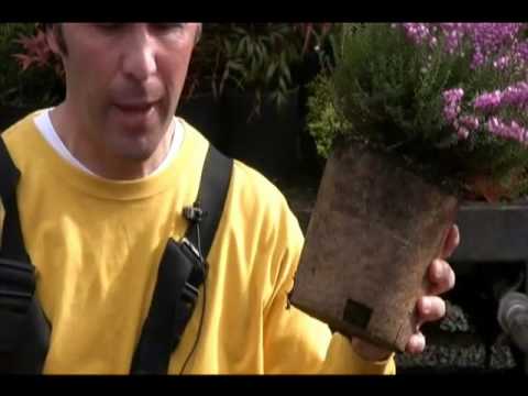 how to plant heather