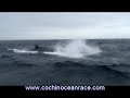 Volvo Ocean Race,India Stopover,Cochin Promo. Volvo Ocean Race,India Stopover,Cochin Promo.