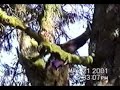 Tree-sitter tackled in the Mattole, 2001
