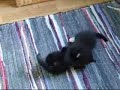 Söt kattunge säljes Söt kattunge säljes