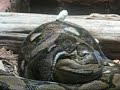 Reticulated Python Eats Rabbit at Toledo Zoo Reticulated Python Eats Rabbit at Toledo Zoo