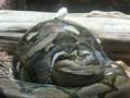 videos de Reticulated Python Eats Rabbit at Toledo Zoo
