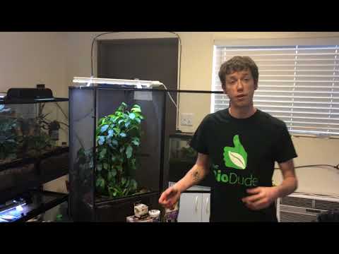 YouTube reptile video