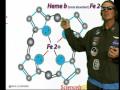 Vitamin BS-1 to the heme b iron 2+ Complex