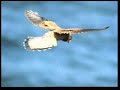 Miracle of Birds - Allah\