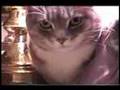 Funny cat - Find the cat in this scene