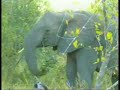 Baby Elephant Mock Charges - Wildearth - 04/03/2008 Baby Elephant Mock Charges - Wildearth - 04/03/2008