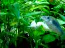 Corydoras aeneus deposizione uova