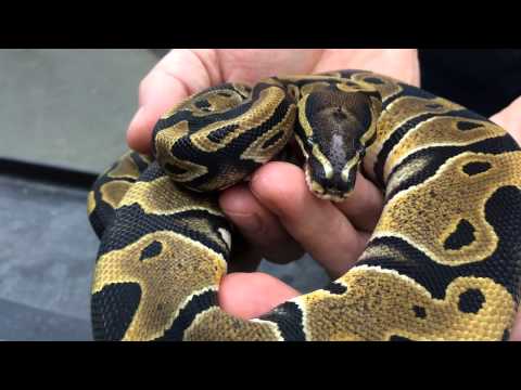 YouTube reptile video