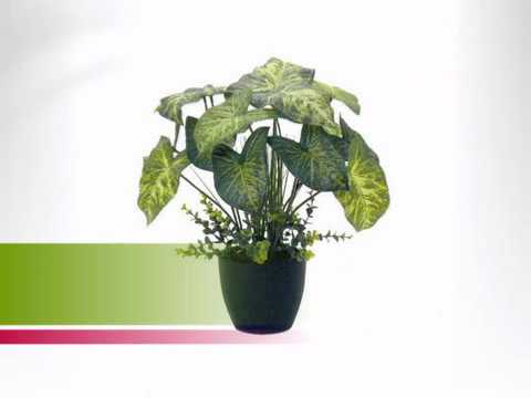 how to grow syngonium