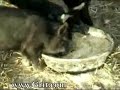 Mulefoot Pigs Enjoy Organic Grains and Greens Mulefoot Pigs Enjoy Organic Grains and Greens