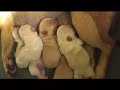 Newborn French Bulldog puppies