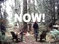 The Felling The Felling