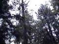 The Felling