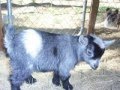 G and L Mini Acres Goat Farm