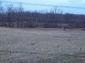 Whitetail Deer in Pataskala #1