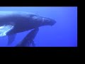 Whale and calf