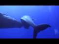 Whale and calf