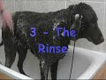 Sage in the tub