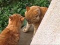 Go away, you wild cat!