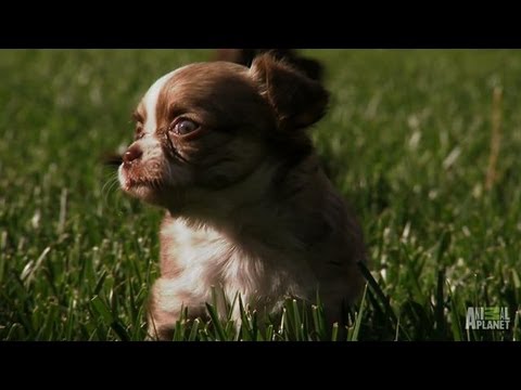 pups - These adorable Chihuahua puppies play in grass the same height as their legs! | For more Too Cute!, visit http://animal.discovery.com/tv/too-cute-kittens/#mk...