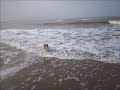 Kooikerhondje Bonny op het strand