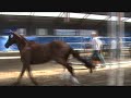 Valdiva (Osmium x Donnerhall) @ Keuring