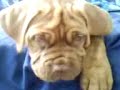 dogue bordeaux pup angry hehehe