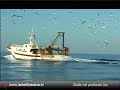 Bluefish fishing. Pesca col cianciolo. Isola d'Elba.  青い魚の釣