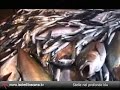 Bluefish fishing. Pesca col cianciolo. Isola d'Elba.  青い魚の釣