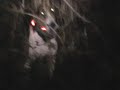 1/2/10 alabama coon hunt part 2