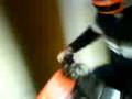 videos de Rudi @ Sauga + Haus