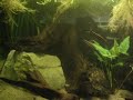 South America Fishtank Selwyn