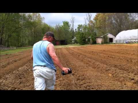 how to fertilize bush beans