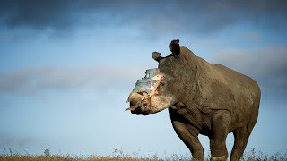 Salva a los rinocerontes de la extinción