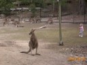 animals of australia animals of australia