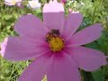 Dance N meditation in mystic Garden chinese video