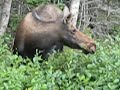 Moose at Gros Morne National Park P1