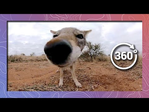 Close Encounter with a Jackal in 360 5K - YouTube