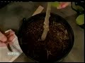Martha Stewart and Magnolias