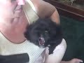 Puppy vs. Blow Dryer Puppy vs. Blow Dryer