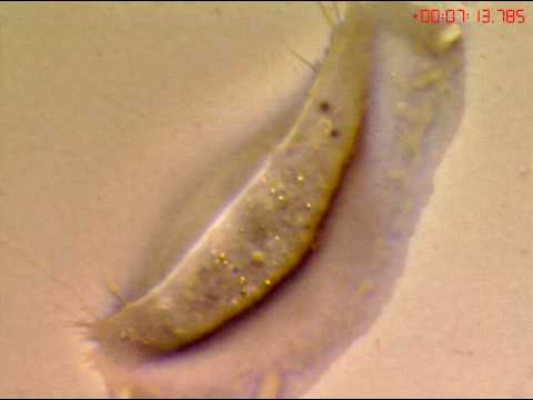 Keratocyte Zebra fish Lamellipodia + Vesicle & Mitochondria trafficking