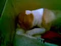 CASAL DE FILHOTES PIT BULL