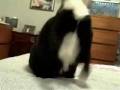 videos de Spunky Doodle Playing with String