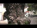 Odemira