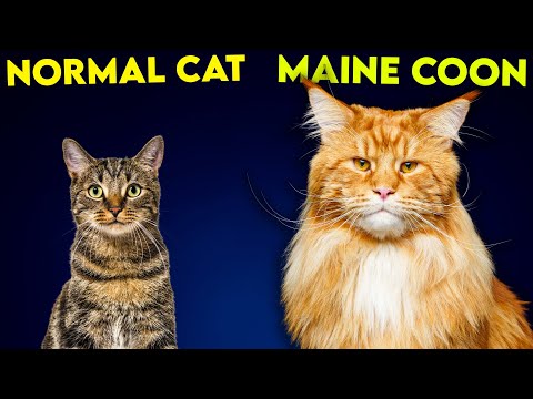Maine Coon Cat Vs Normal Cat - So Different You'll Be SHOCKED