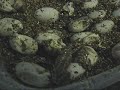 First clutch of Beardies