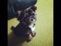 Zuko The Cute