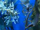 aquarium3 aquarium3