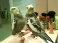 Cockatiel kiyo \"La ninfa parlante\" Cockatiel kiyo \"La ninfa parlante\"